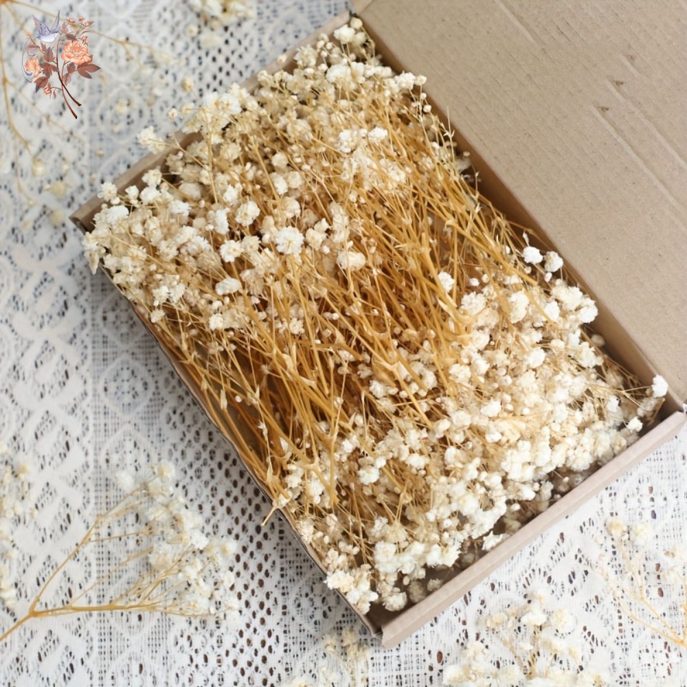 Resin Craft Ideas - 100 шт. миниатюрных сушеных цветов гипсофилы